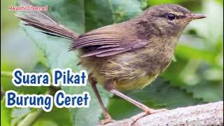 Suara Pikat Burung Ceret Gunung