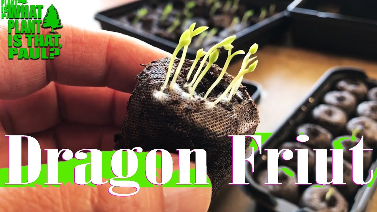 Germinating DRAGON FRUIT Seeds YouTube