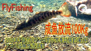 FlyFishing/貴志川成魚放流100kg/冬期釣場試験/c&R/ﾌﾗｲ/ﾙｱｰ/ﾃﾝｶﾗ/和歌山