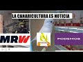 NOTICIAS SOBRE CANARICULTURA: ley bienestar animal, envío de pájaros, FOCDE, volcán La Palma...