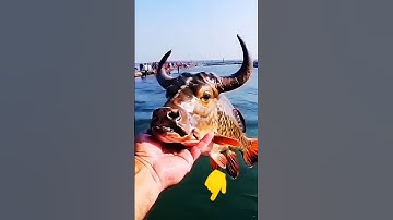 Mahadev Song | jai Rudrdev Mahadev Devon ke Dev | Hashtag pandit | Bholenath ji | jai shiv shankar