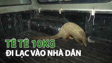 Tê tê quý hiếm “lạc” vào khu dân cư| VTC14