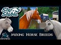 Star stable online  mixing horse breeds  pet edition