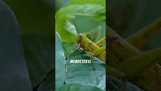 Fakta unik Belalang!  #faktaunik #belalang #grasshopper
