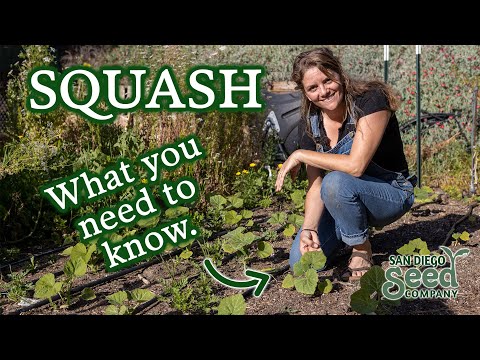 فيديو: زراعة القرعيات قريبة من بعضها البعض - الحصول على الاسكواش والقرع غريب الأطوار في الحديقة