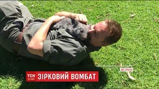 Мережу підірвало відео, на якому австралійський вомбат-сирота грається із доглядачем