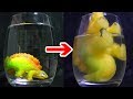 水につけると膨らむ恐竜 | Magic Grow
