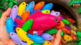 Saya memelihara ikan hias berwarna-warni di kolam kecil, ikan mas koki, ikan platy, ikan pensil, ...