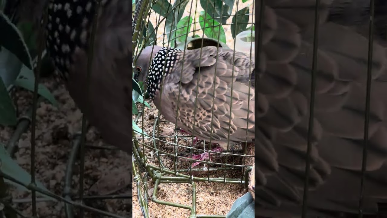 Dũng cu Phú Yên:Bổi khủng siêu gù rước bổi.Cựa là gù. Hàn để mình thu phục bắt bổi năm 2026