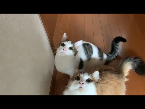 鳴き声のクセが強い猫