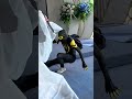 6 SPIDER-MAN Meets Serabian and Running #shorts#youtubeshorts #spiderman#viral#trending#viralshorts