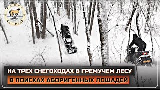 Приехало подкрепление и дела пошли в гору | Подкормили немного Кабанов | Продолжаем искать лошадей