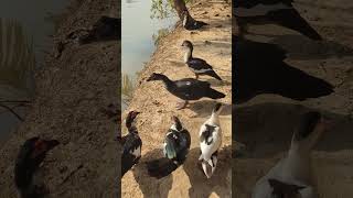 Duck Is In Open Space