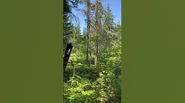 3D Archery: Mastering the Split Second Shot with Dynamic Range X1 Plus