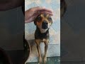 belinha - pinscher com vira lata