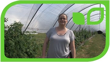 Interview mit Feli Fernandez: How I became a raspberry breeder