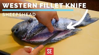 How to Fillet Sheepshead Fish for Sushi