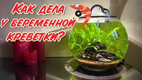 ЧТО НУЖНО В КРУГЛЫЙ АКВАРИУМ? КАК ДЕЛА У БЕРЕМЕННОЙ КРЕВЕТКИ