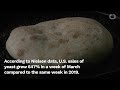 Breaking Bread Booms During Coronavirus Lockdowns