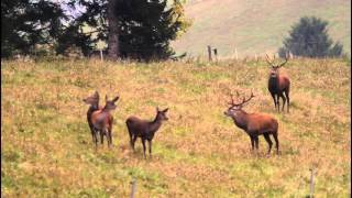 Brame Du Cerf 2015 Julien Lagot