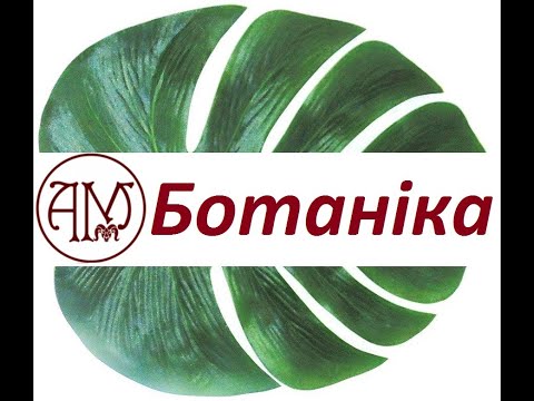 Відділ Голонасінні