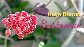 Hoya Sp Aff Burtoniae Hoya Bloom Flowering Care Tips