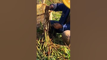 Teknik cerdas memotong batang tanaman jahe dengan alat sederhana #shorts