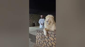 رد فعل الاسد لما سمع القران من القارئ اسلام صبحي 🤯♥️سبحان الله