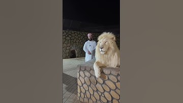 رد فعل الاسد لما سمع القران من القارئ اسلام صبحي 🤯♥️سبحان الله