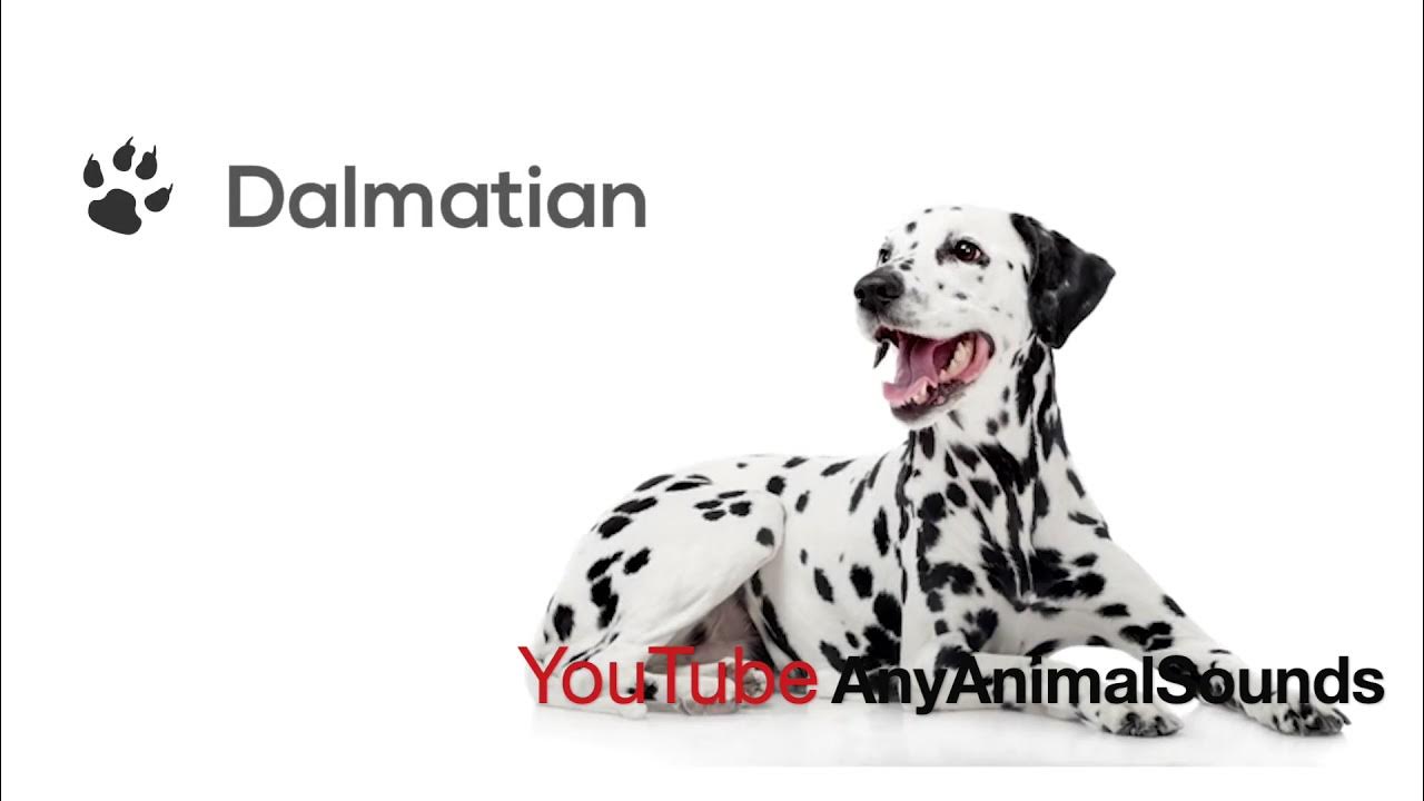 Dalmatian Barking (Dogs Barking Sounds To Make Your Dog REACT, Dog’s