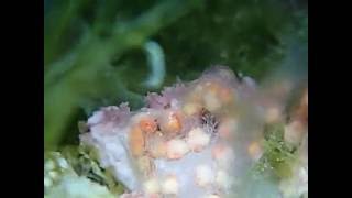 Some Sort Of Eggs - On Some Unknown Coral?