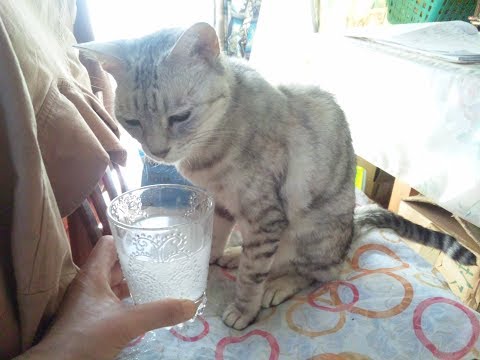 Climbing Cat150316 123233木登りニャンニャン