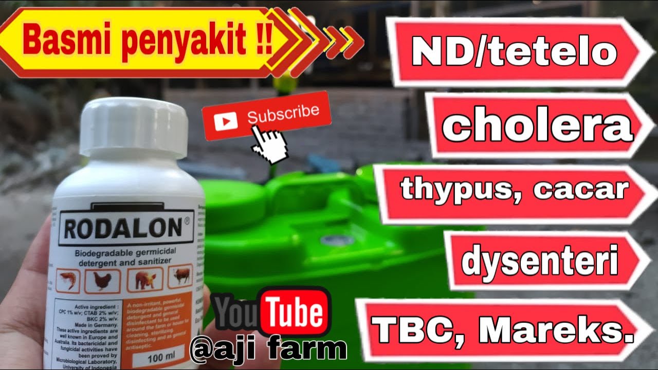 Trik Jitu Sanitasi / Penyemprotan Kandang Ayam yang Baik dan Benar