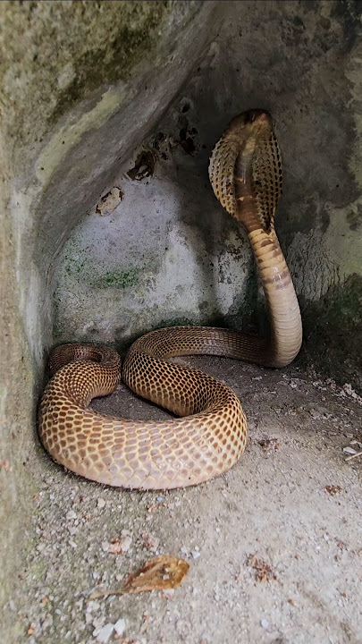 Very Agressive cobra in jungle #youtubeshorts