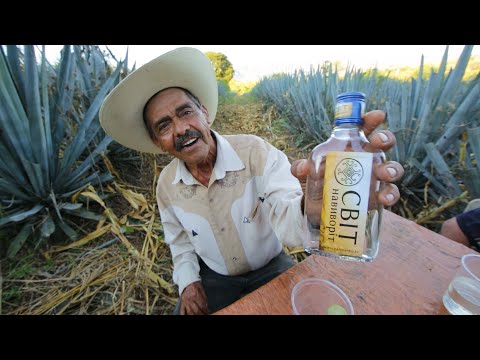 Видео: Лучшие развлечения в стране текилы в Мексике