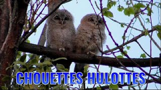 CHOUETTE HULOTTE, adulte et juvéniles