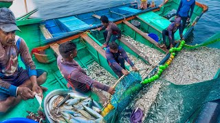 UNBELIEVABLE FISHING 🤯 Tons of Anchovies Caught in One Haul! | Tasty Mackerel Curry Lunch 🍛