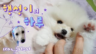 ENG SUB _ A day of baby Pomeranian Hangseong + Retriever Sonyeo who is good to her parent