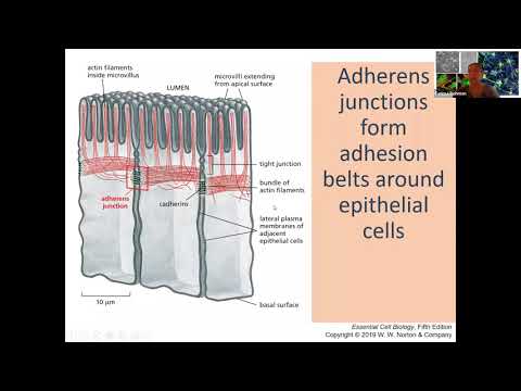 Cell Junctions
