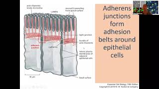 Cell Junctions