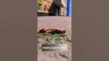 What will happen if you drop an ant from the tallest building? #3danimation #shortvideo #shorts