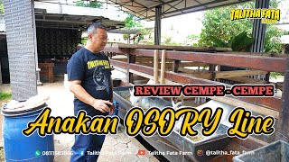 Review Cempe - Cempe Anakan OSORY Line || Talitha fata Farm