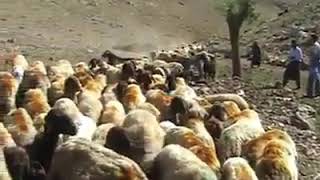 Le Le Dine Ciya Bılında Ez Te Nabinim