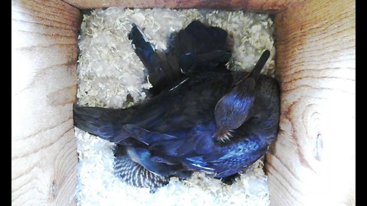 Wood Duck vs. Hooded Merganser YouTube