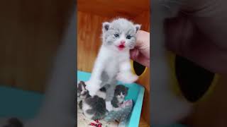 How Cats cooking campillation cats amazing  smart cats  126 by DJ REAT REMAX BLOGGER No views 1 year ago 3 minutes, 12 seconds