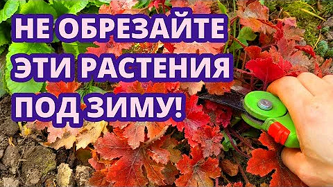 НЕ ОБРЕЗАЙТЕ эти растения осенью! Какие многолетние цветы нельзя обрезать осенью
