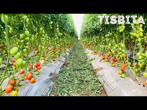 Video: Jardinería de tomates del sur: cultivo de tomates en Texas y los estados circundantes