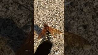 Cicada Killers are evil #indiana