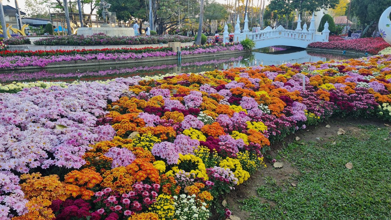 49th Chiang Mai Flower Festival 2026 | Inside Suan Buak Haad’s Floral Wonderland