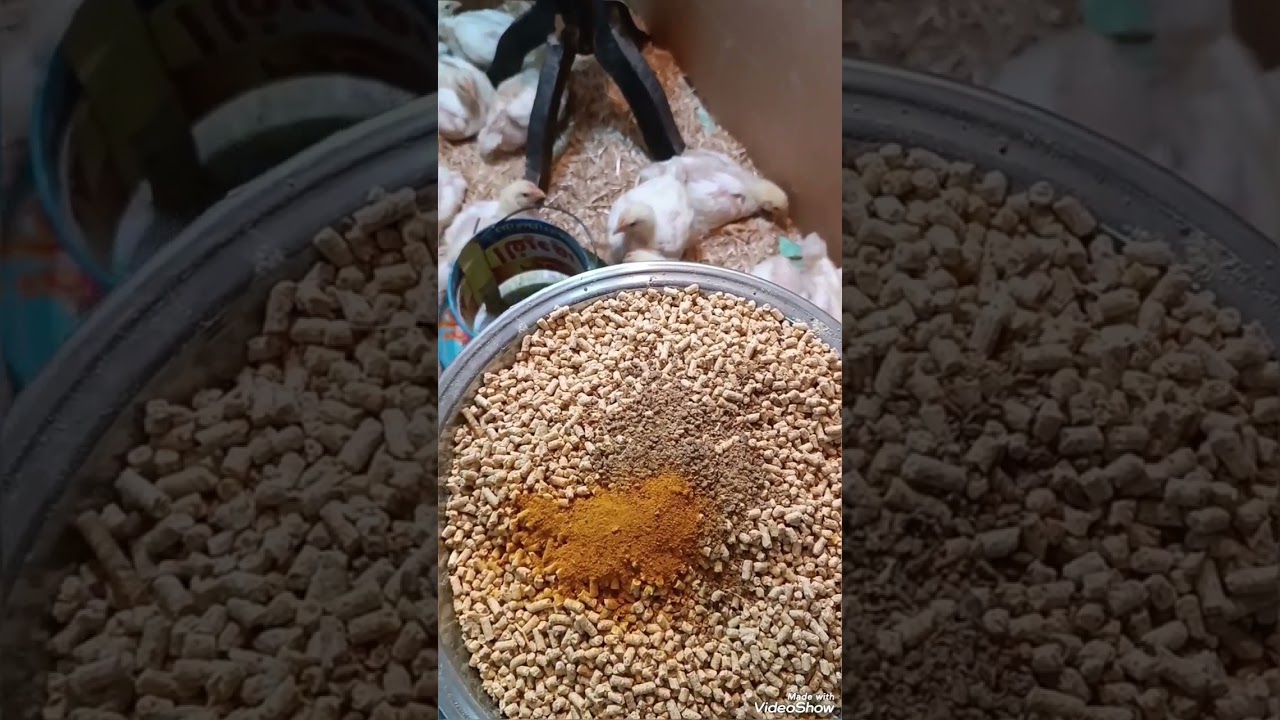 اليوم العشرين من عمر الفراخ البيضاء والواحد والعشرين 